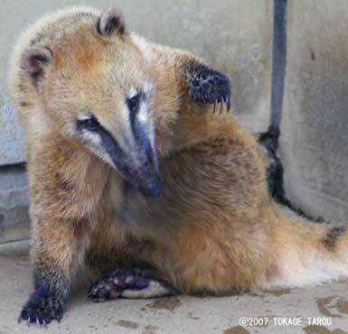 Coati, Ichikawa Zoo