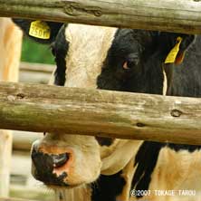 Cow, Ichikawa Zoo