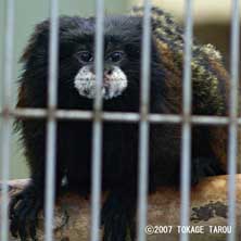 Weddelli Tamarin, Ichikawa Zoo