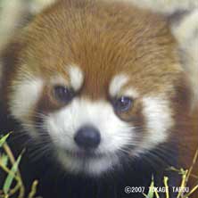 Red Panda, Ichikawa Zoo