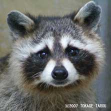 Raccoon, Ichikawa Zoo