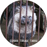 Racoon Dog at Ikeda Zoo