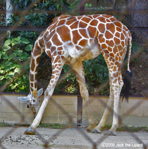 Giraffe, Ikeda Zoo