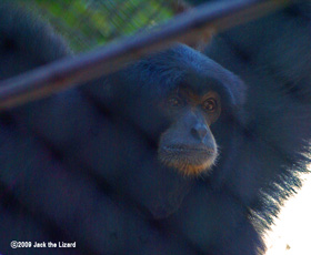 Siamang, Ikeda Zoo