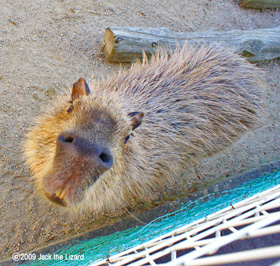Capybara, Ikeda Zoo