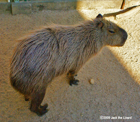Capybara, Ikeda Zoo