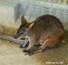 Parma Wallaby, Ikeda Zoo