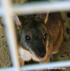 Parma Wallaby, Ikeda Zoo