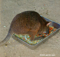 Parma Wallaby, Ikeda Zoo