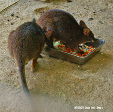 Parma Wallaby, Ikeda Zoo