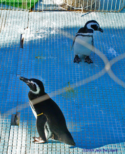 Magellanic Penguin, Ikeda Zoo