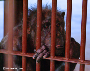 Chimpanzee, Ikeda Zoo