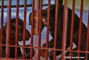 Chimpanzee, Ikeda Zoo
