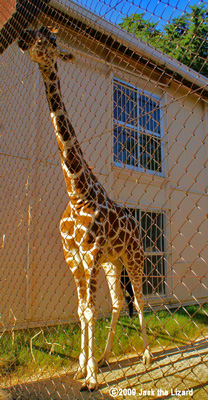 Giraffe, Ikeda Zoo