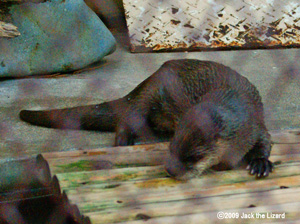 Canadian Otter, Ikeda Zoo
