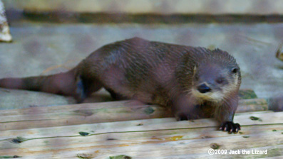 Canadian Otter, Ikeda Zoo