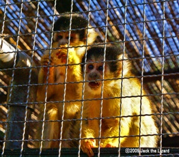 Squirrel Monkey, Ikeda Zoo