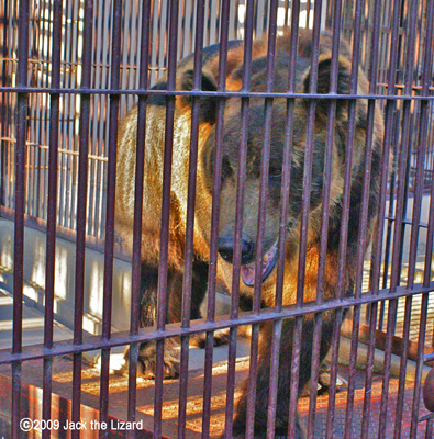 Hokkaido Brown Bear, Ikeda Zoo