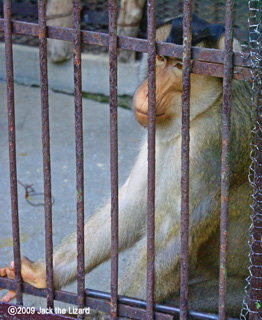 Southern Pig-tailed Macaque, Ikeda Zoo