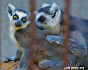 Ring-tailed Lemur, Ikeda Zoo
