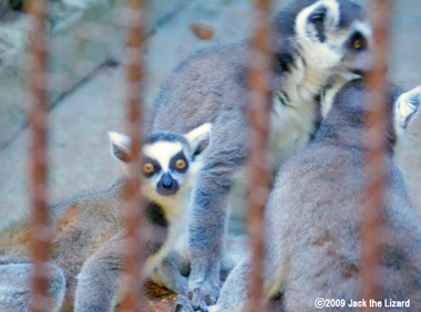Ring-tailed Lemur, Ikeda Zoo