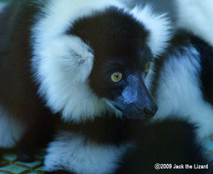 Ruffed Lemur, Ikeda Zoo