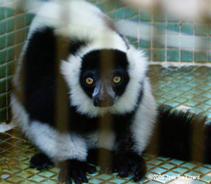 Ruffed Lemur, Ikeda Zoo