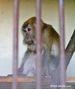 Chichi the Crab-eating Macaque, Ikeda Zoo