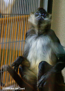 Geoffroy's Spider Monkey, Ikeda Zoo