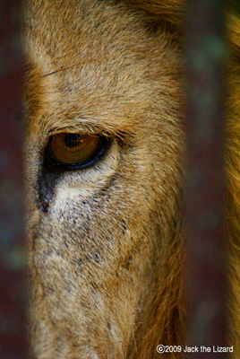 Lion, Ikeda Zoo