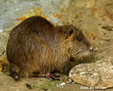 Coypu, Ikeda Zoo