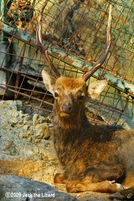 Sika Deer, Ikeda Zoo