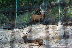 Sika Deer, Ikeda Zoo