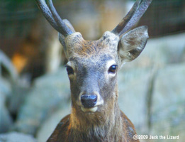 Sika Deer, Ikeda Zoo