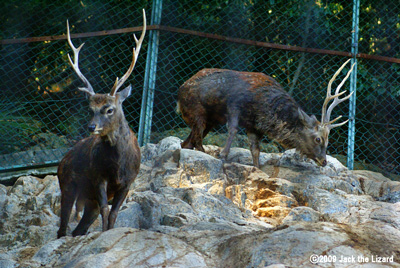 Sika Deer, Ikeda Zoo