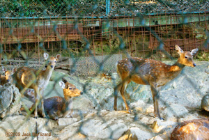 Sika Deer, Ikeda Zoo