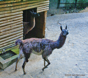 Llama, Ikeda Zoo