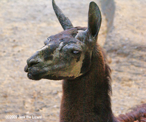 Llama, Ikeda Zoo