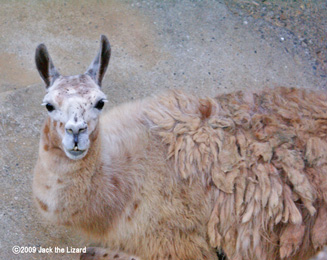Llama, Ikeda Zoo