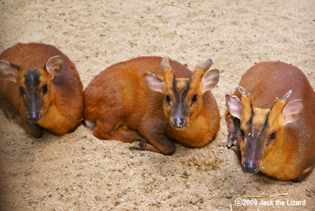 The Reeves's Muntjac, Ikeda Zoo