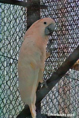 Moluccan Cockatoo, Ikeda Zoo