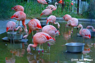 Chilean Flamingo, Ikeda Zoo