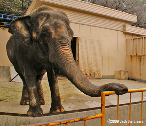Indian Elephant, Ikeda Zoo