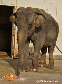 Indian Elephant, Ikeda Zoo