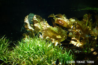 Beautiful water plants in the tank.