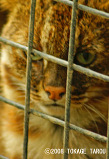 Amur Cat, Inokashira Zoo