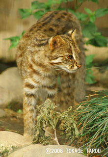 Amur Cat, Inokashira Zoo