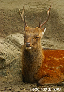 Yaku Deer, Inokashira Zoo