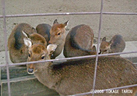 Yaku Deer, Inokashira Zoo