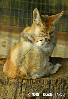 Fennec, Inokashira Zoo